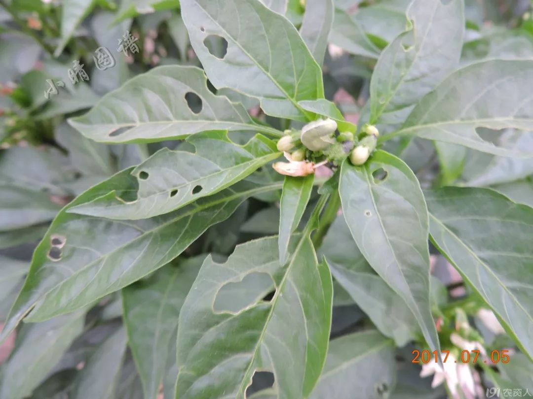 北方可食用的大绿虫子,可食用大绿虫子