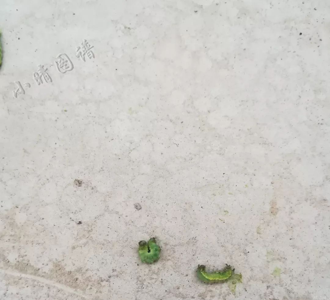 北方可食用的大绿虫子,可食用大绿虫子