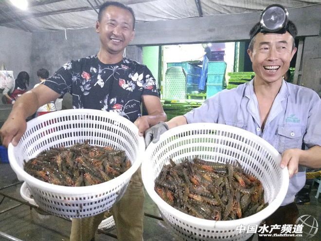 休渔期基围虾,休渔期海鲜