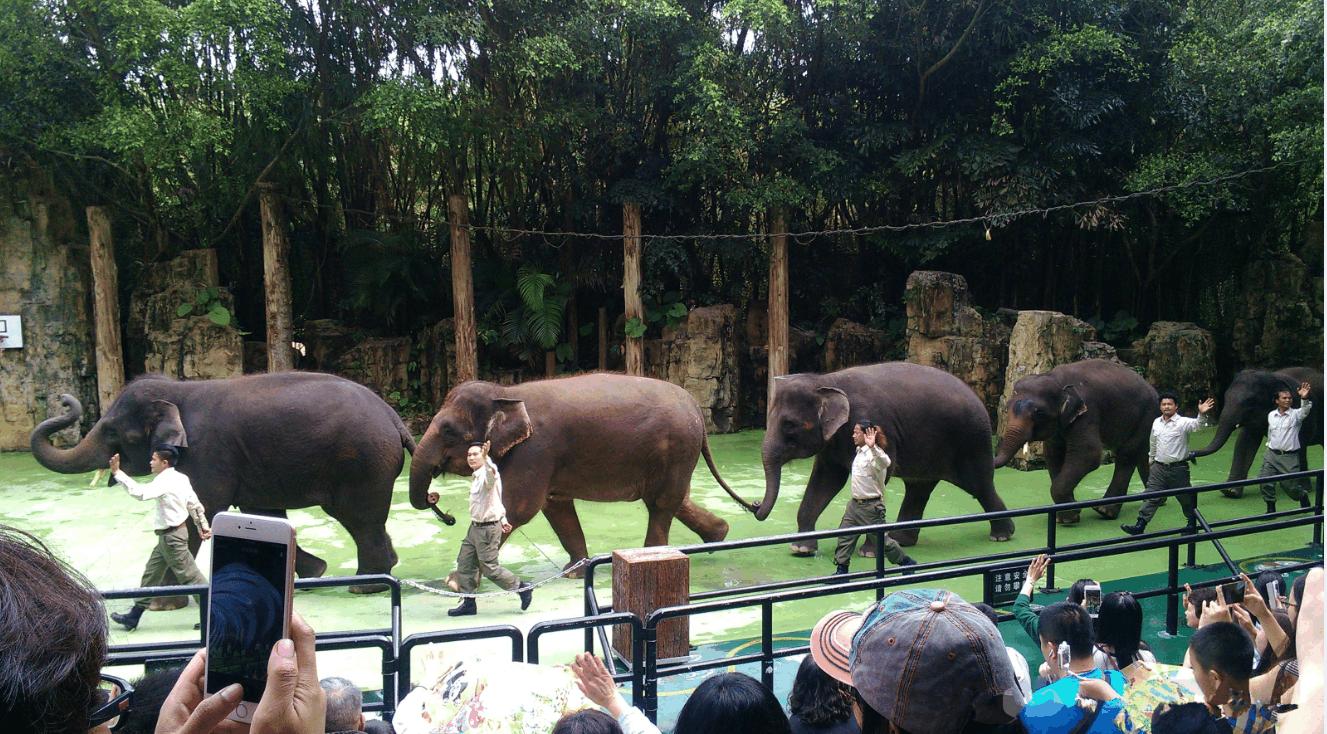 亲子游之广州长隆野生动物园,亲子时光长隆野生动物园