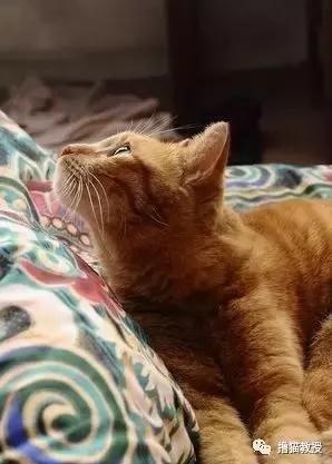 公猫总追着咬母猫怎么回事,家里的公猫为什么追着母猫打