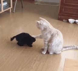 公猫总追着咬母猫怎么回事,家里的公猫为什么追着母猫打