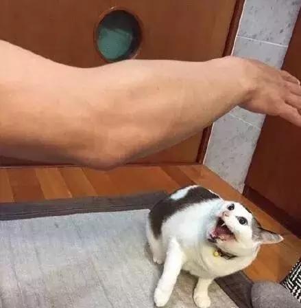 公猫总追着咬母猫怎么回事,家里的公猫为什么追着母猫打