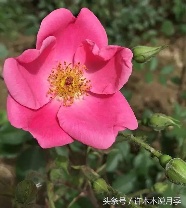 别再被骗了，木木教你如何区分月季、玫瑰、蔷薇