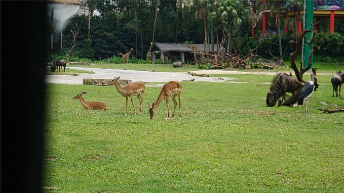 带小孩去长隆欢乐世界畅玩一天,暑假带娃去广州长隆野生动物世界