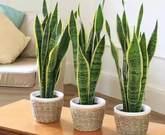 如何去除甲醛克星,甲醛最怕三个克星是什么水果