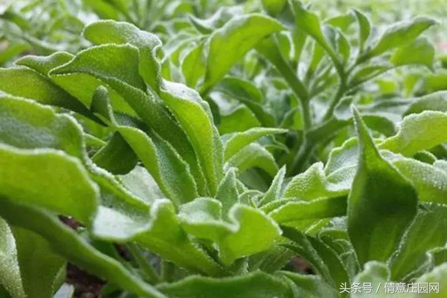 多肉到底可不可以吃,所有多肉都可以吃吗