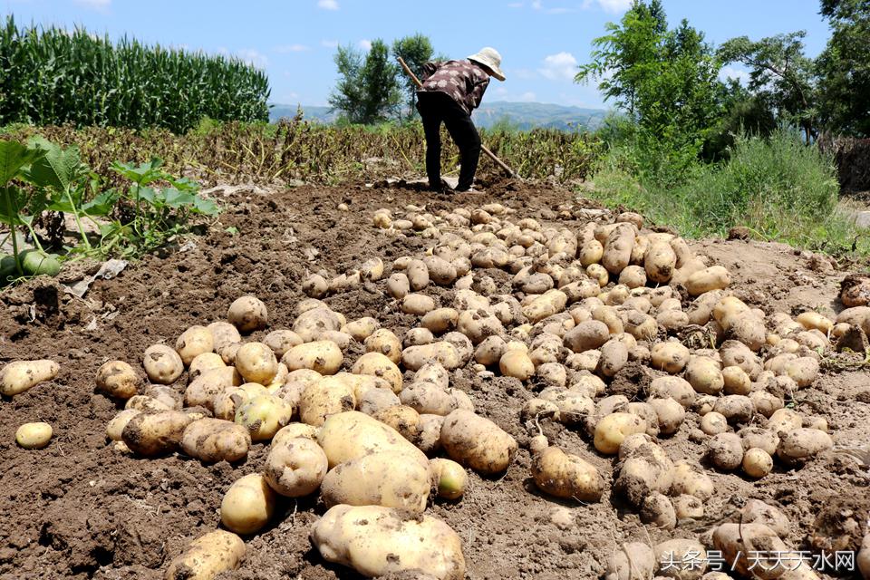 特色种植马铃薯打通增收路径,贵州省马铃薯种植发展状况