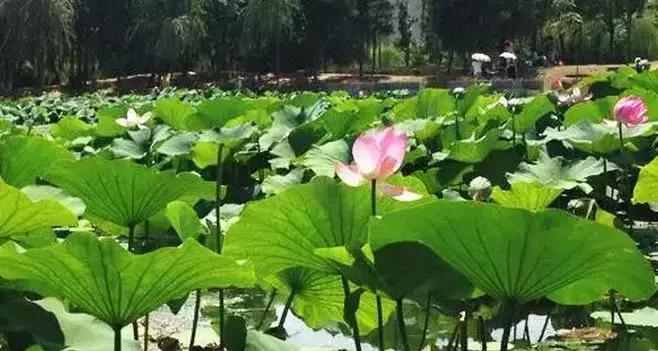 去沈阳哪里看荷花好玩一点,沈阳荷花旅游文化节时间