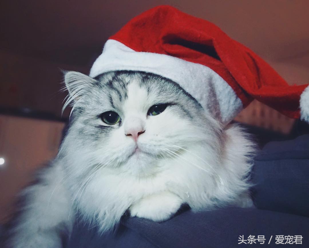 猫咪热到躲冰箱里避暑,天气热猫咪在阳台上吹风