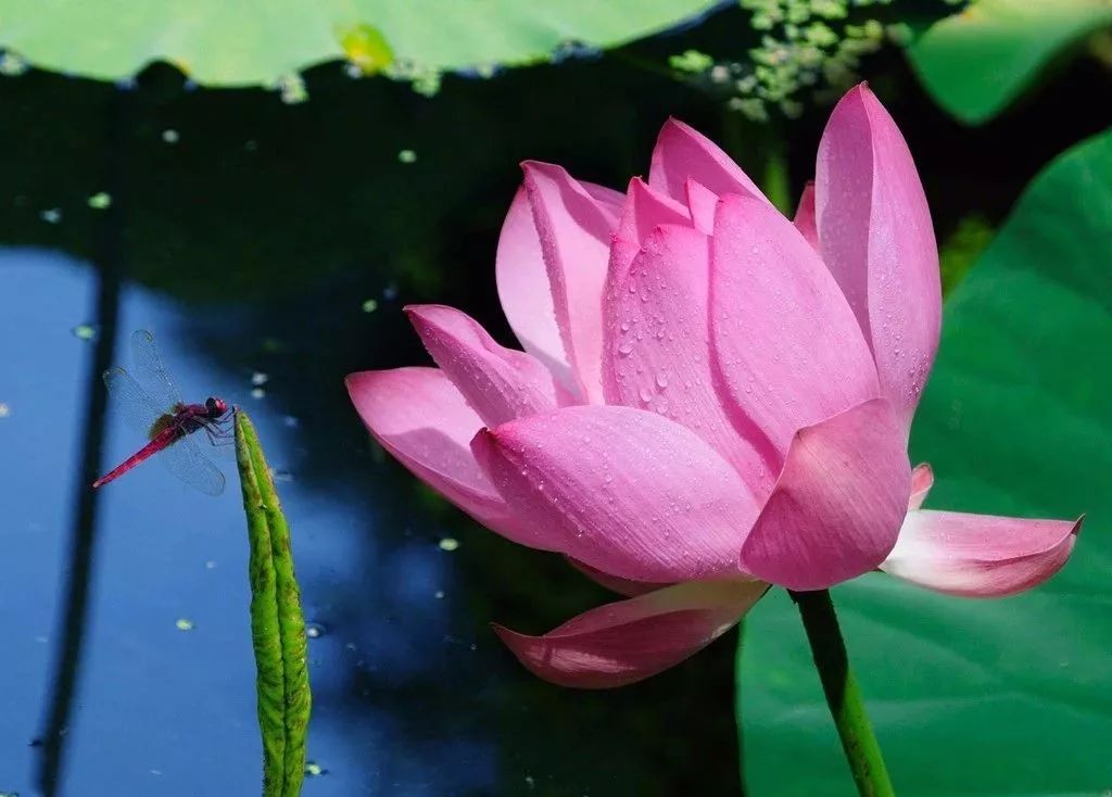 描写蜻蜓飞舞的优美诗句,描写蝴蝶蜻蜓飞舞的夏日诗句