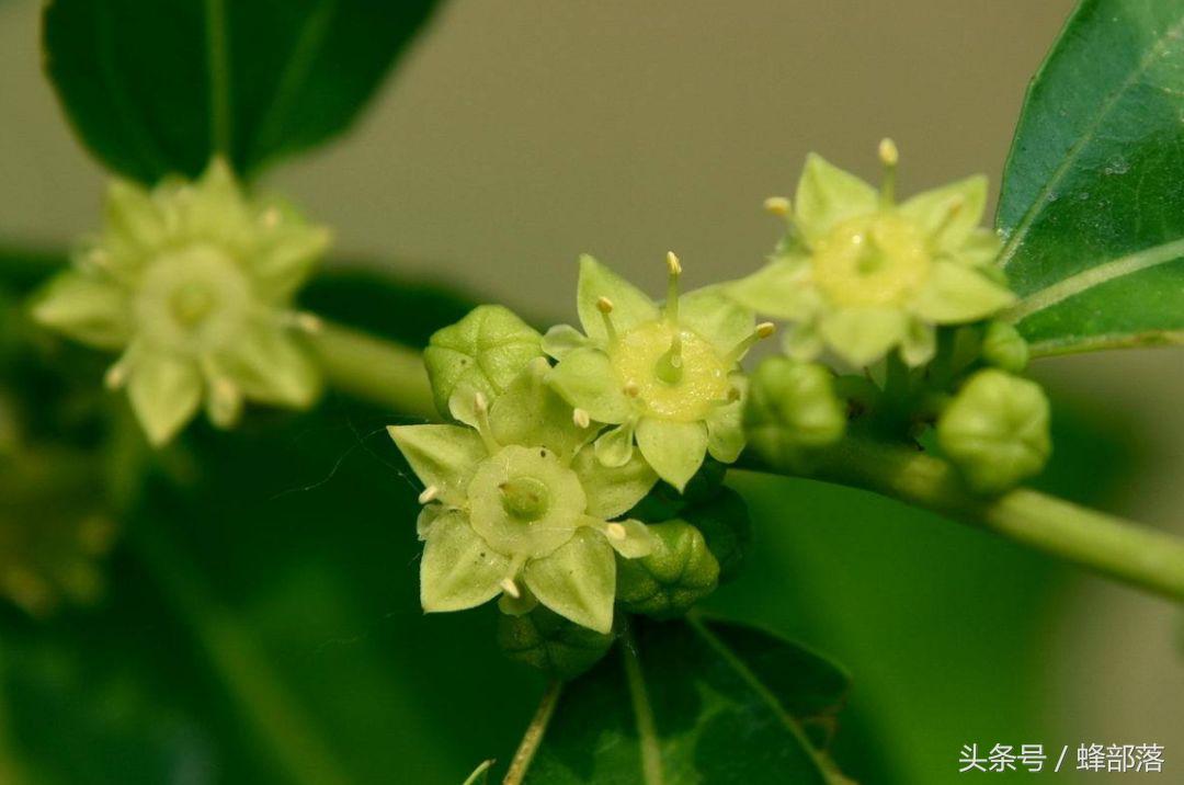 枣花蜜有毒吗,枣花蜂蜜是真的吗