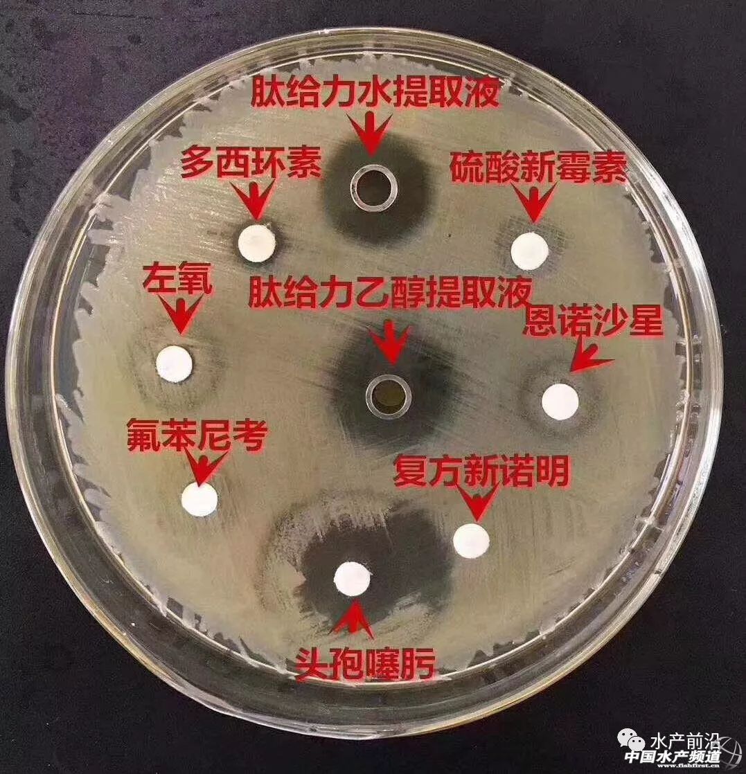 可以用于水产养殖的饲料,水产养殖功能性饲料