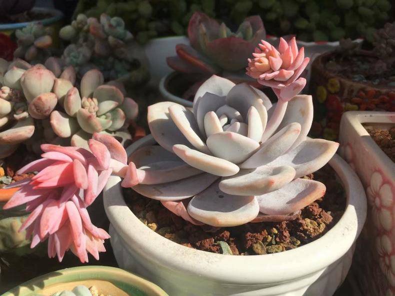 多肉叶子长白粉怎么办,多肉叶片起白粉怎么办