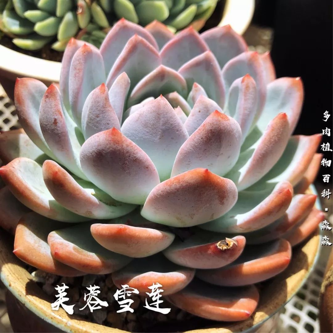 养多肉的佛系小生：愿做菩萨那朵莲！