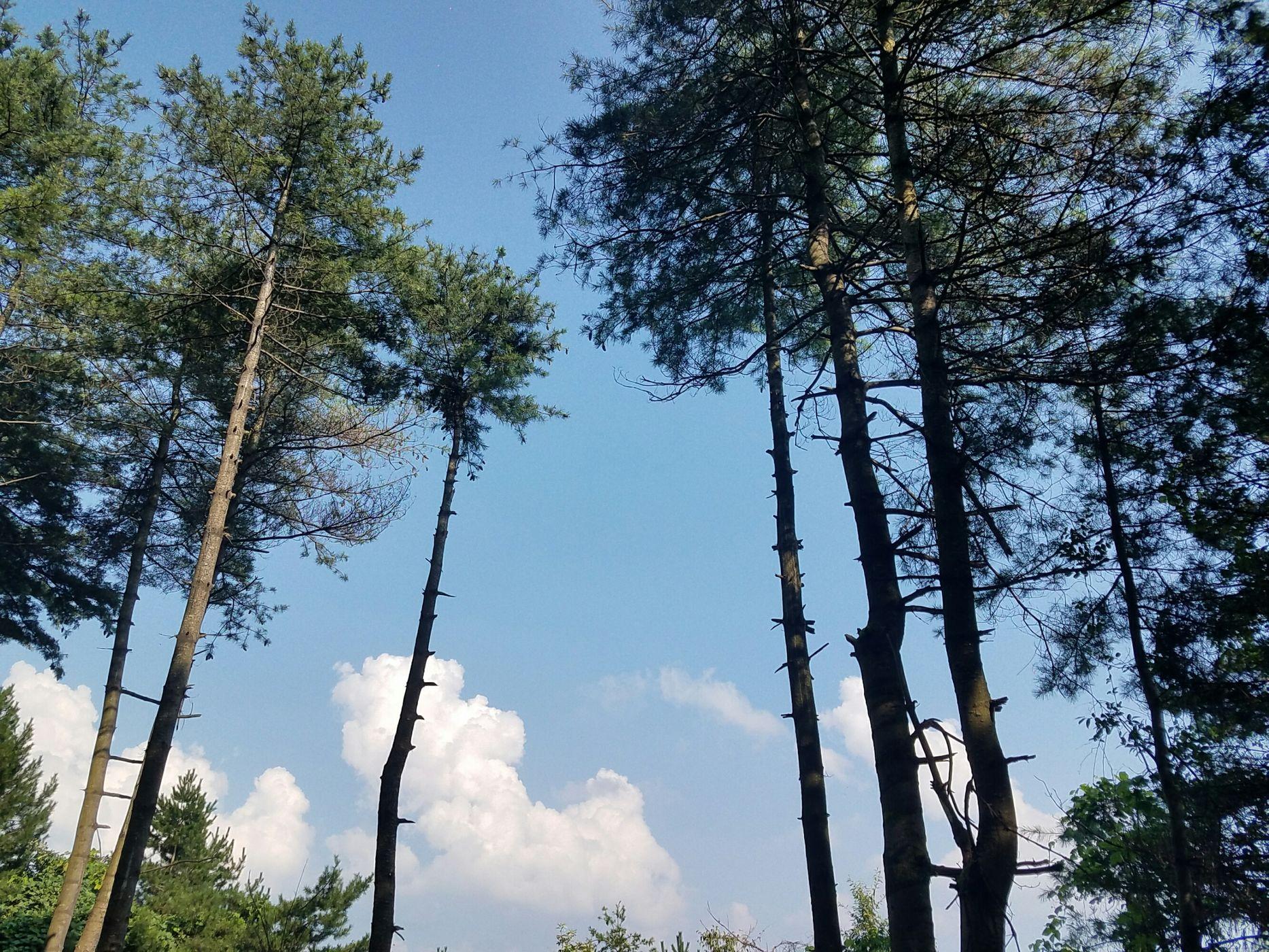 曾家山避暑15天吃住,避暑胜地曾家山