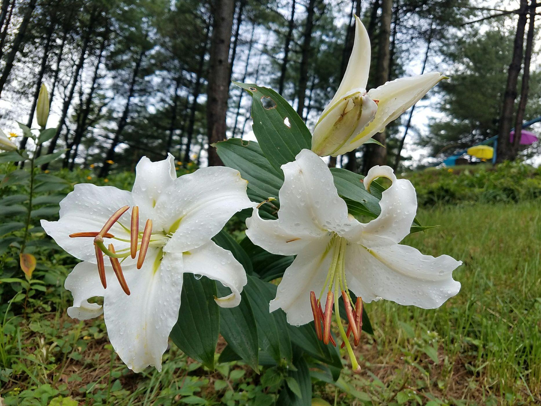 曾家山避暑15天吃住,避暑胜地曾家山