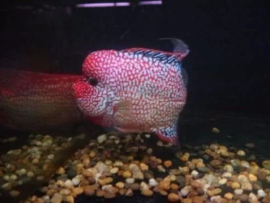 谨以此篇文章献给所有的爸爸,谨以此书献给所有守护光明的人