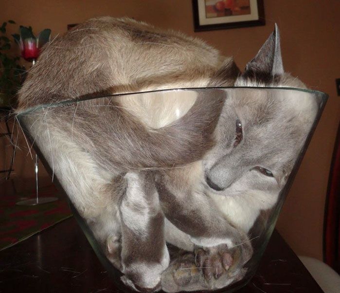 法国研究者证明猫是液体荣获诺贝尔物理学奖