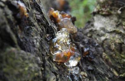 桃胶真的能美容养颜吗,桃胶是桃树的分泌物吗