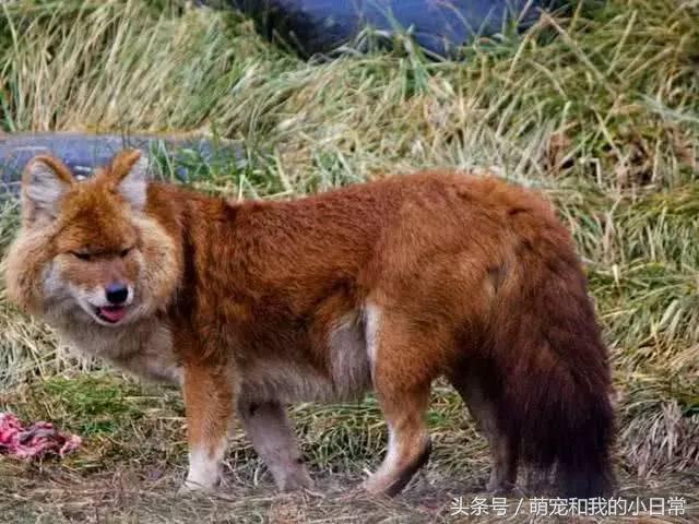 地球曾经存在过最大食肉动物,地球上最强大的单体动物