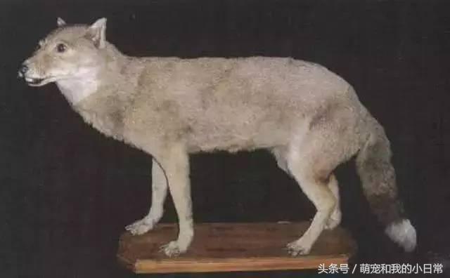 地球曾经存在过最大食肉动物,地球上最强大的单体动物