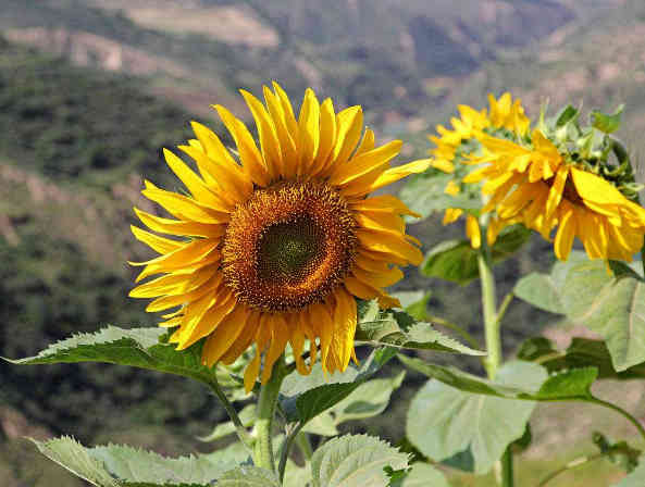 可乐会杀白细胞么,可乐会杀金子是对的吗