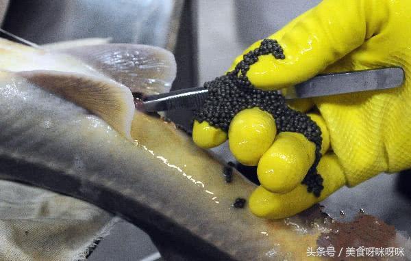 看看顶级鱼子酱是怎么生产出来的,鱼子酱的生产过程到底有多残忍