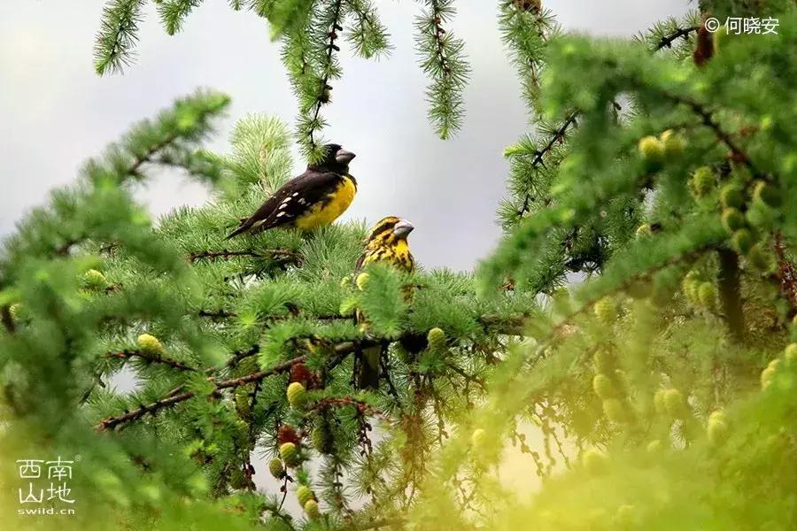 那些名字带有“假”字、“拟”字的生物