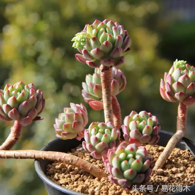 多肉叶片有霉灰怎么办,多肉植物发霉