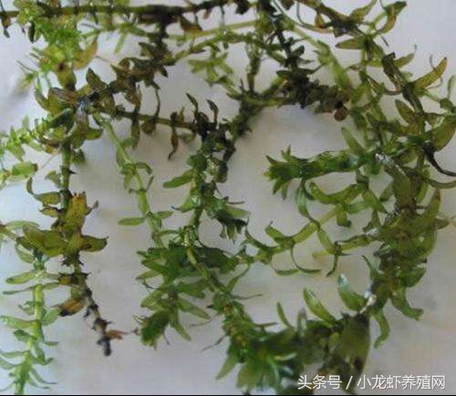 小龙虾伊乐藻春季管理,轮叶黑藻养殖小龙虾技术管理