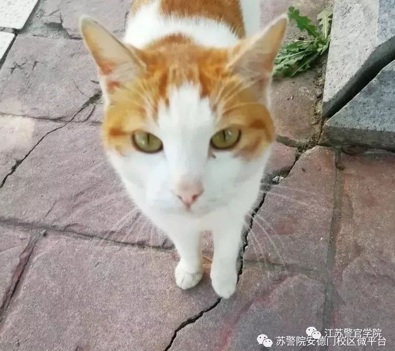 pick苏警院的n+1个理由(法律系在等你)