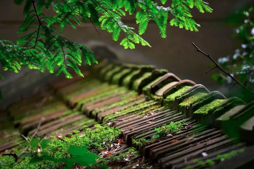 都知道莫干山民宿火，但你知道莫干山的第一家民宿是哪个吗？