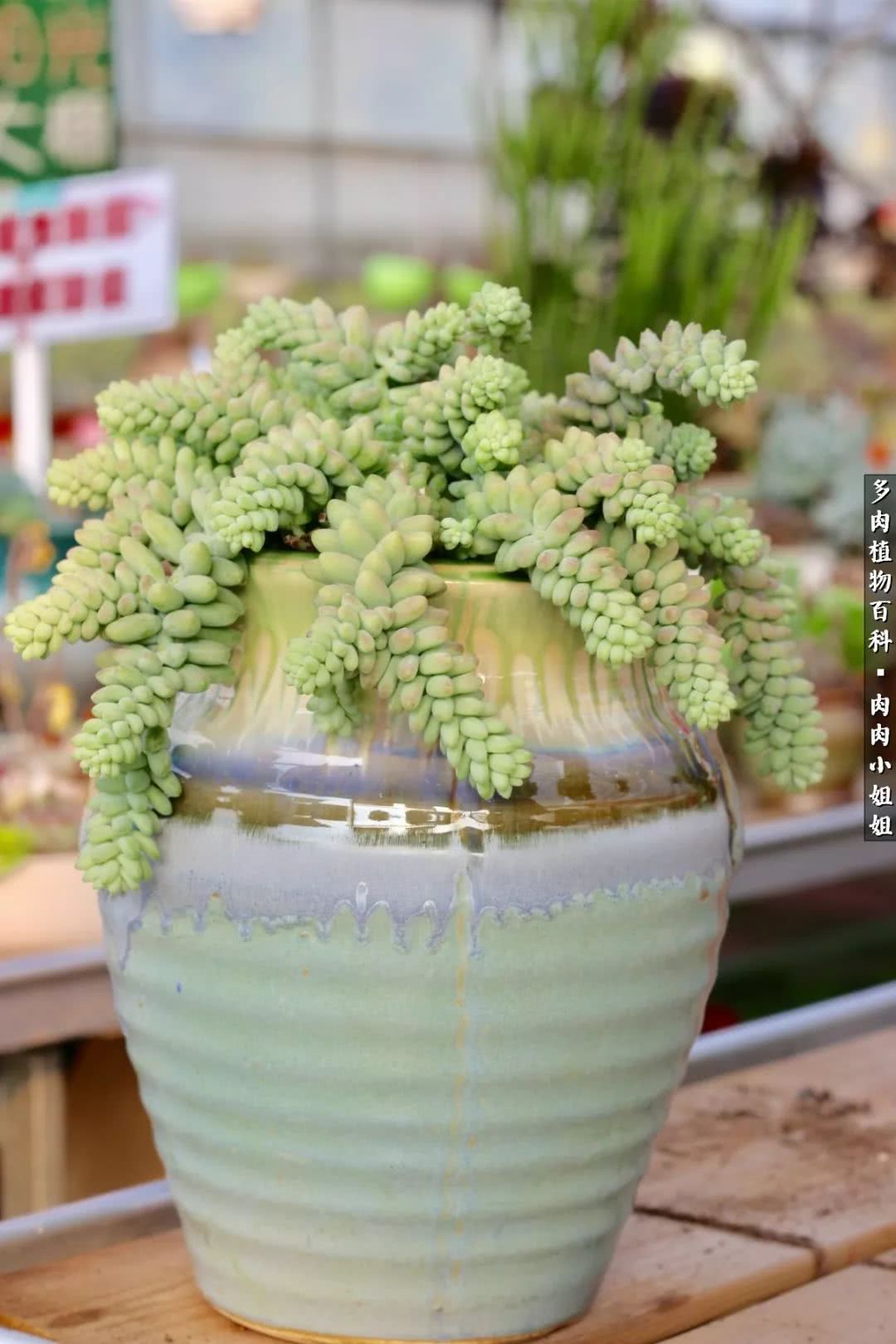 爱“肉”的川妹子入了巨坑！终于把爱好变成了事业！