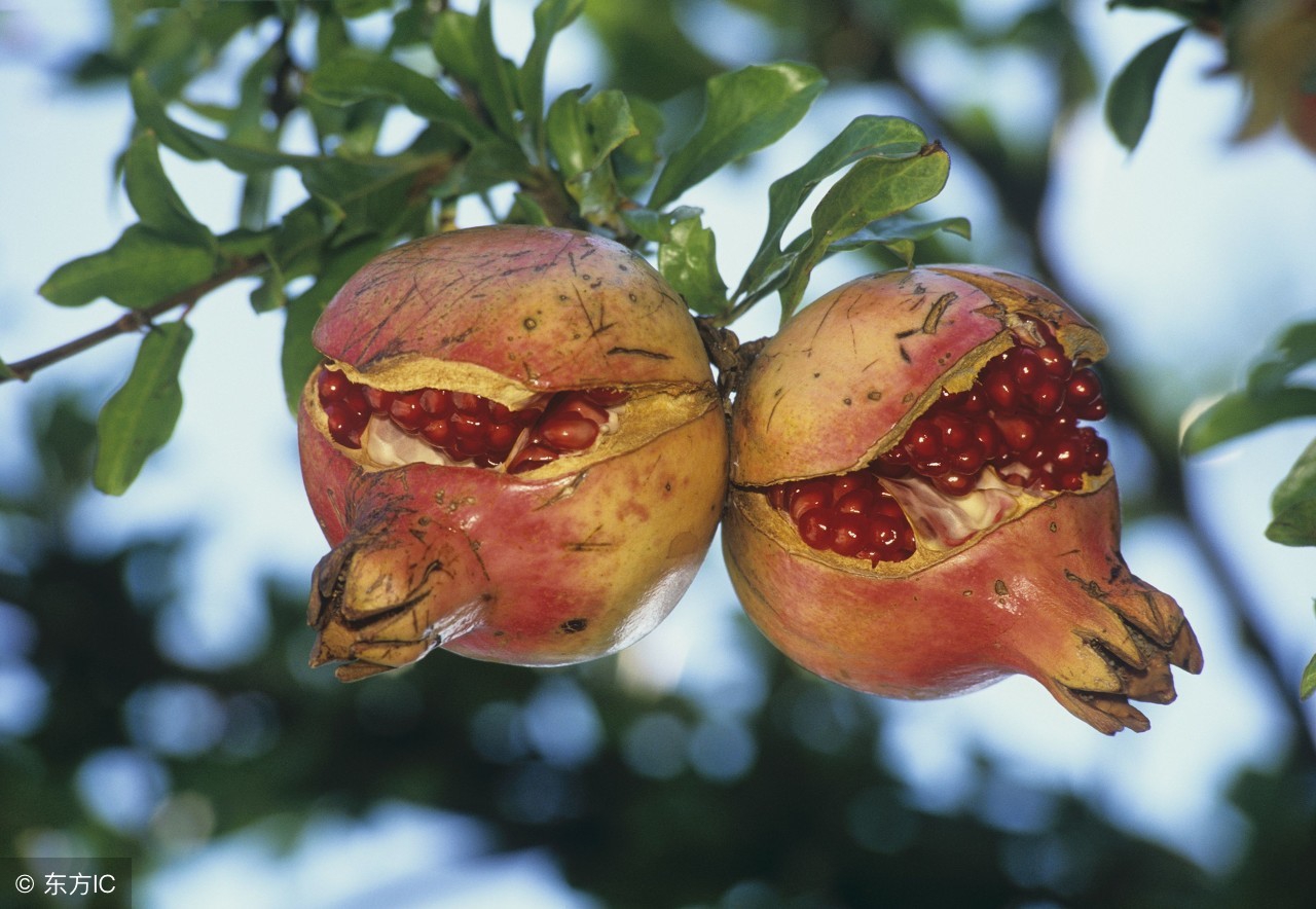 石榴防开裂什么时候用药好,石榴为什么会裂开怎么预防