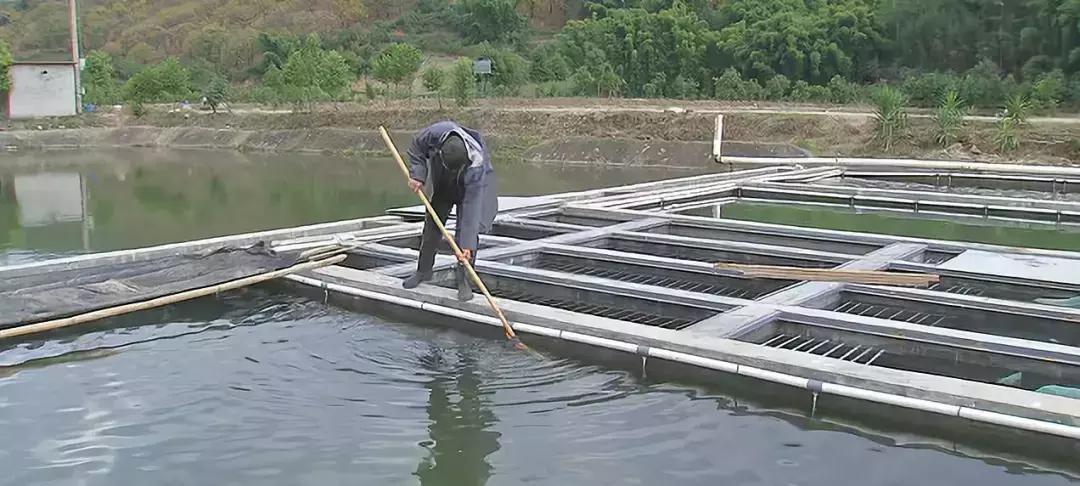 夏季鱼塘鱼都死了怎么办,下雨时鱼塘怎么管理鱼多