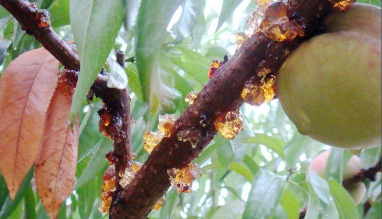 桃树生病流的“泪”，吃了竟然能养生，要卖100多元一斤