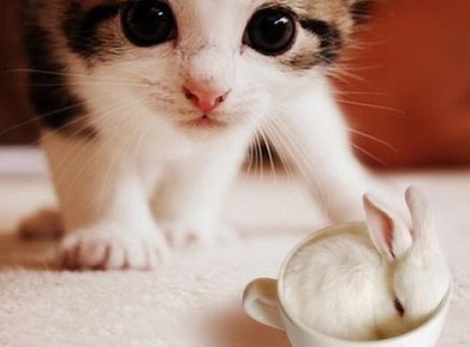 家里的猫要是死了怎么办,家里的猫难产死了预示着什么