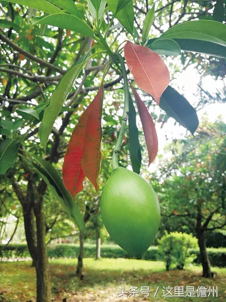 芒果有毒,芒果有毒的是什么品种