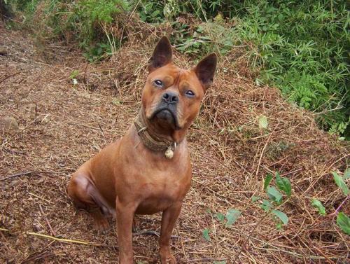 原生犬种中华田园犬,西方犬种真的比中华田园犬好吗
