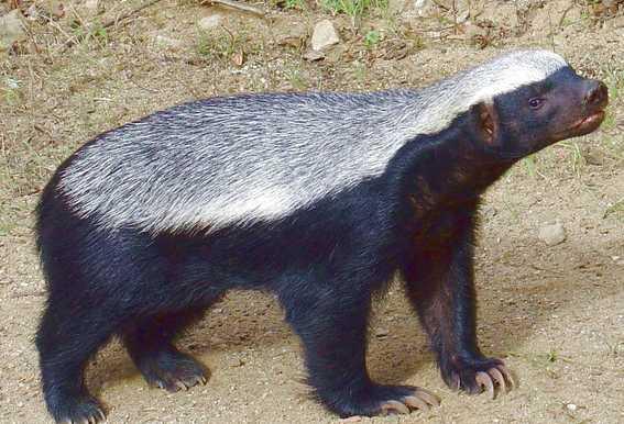 非洲蜜獾天不怕地不怕,我国这三种也不是吃素的,金刚狼原型是它