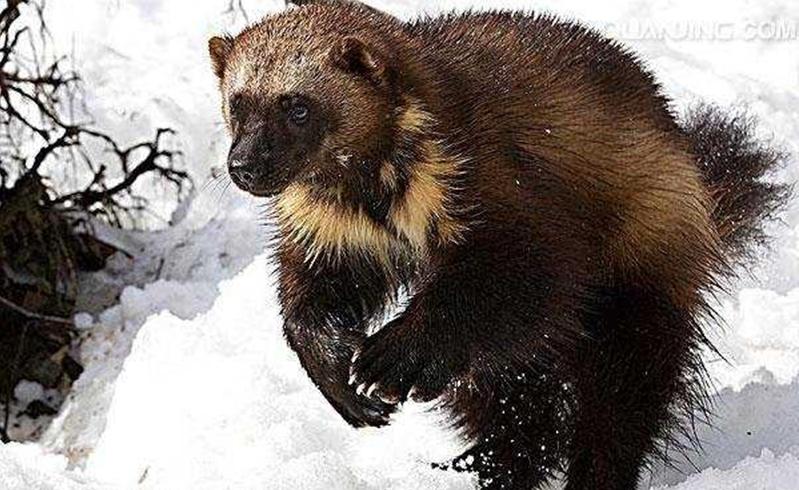 非洲平头哥勇猛无比，它的*亲近**在我国多达三种，一种是金刚狼原型