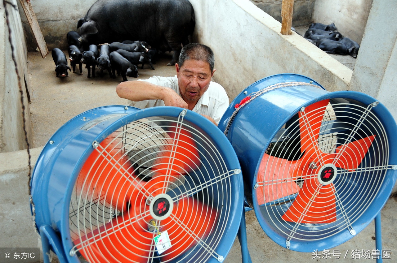 夏季保育猪咳喘,冬季保育猪咳嗽