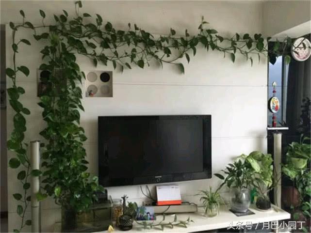 好养的绿萝怎么养小技巧科普,绿萝怎么养才能更旺盛不会变绿