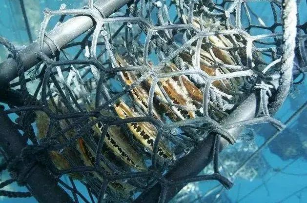 「小火说」弄不懂这些你还敢收藏珍珠（一）