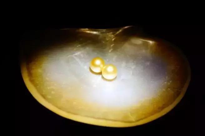 「小火说」弄不懂这些你还敢收藏珍珠（一）