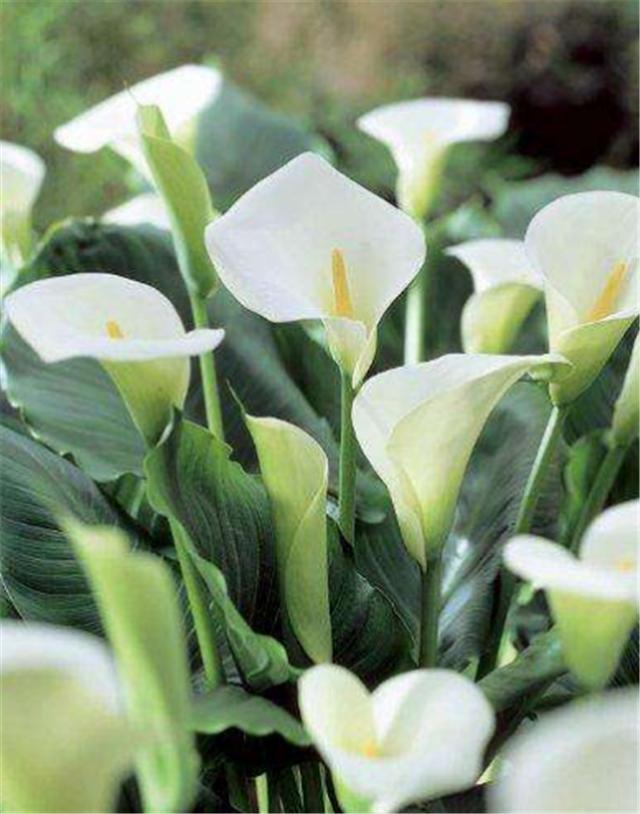 马蹄莲的养护方法快速开花,马蹄莲开花后怎么养护和管理