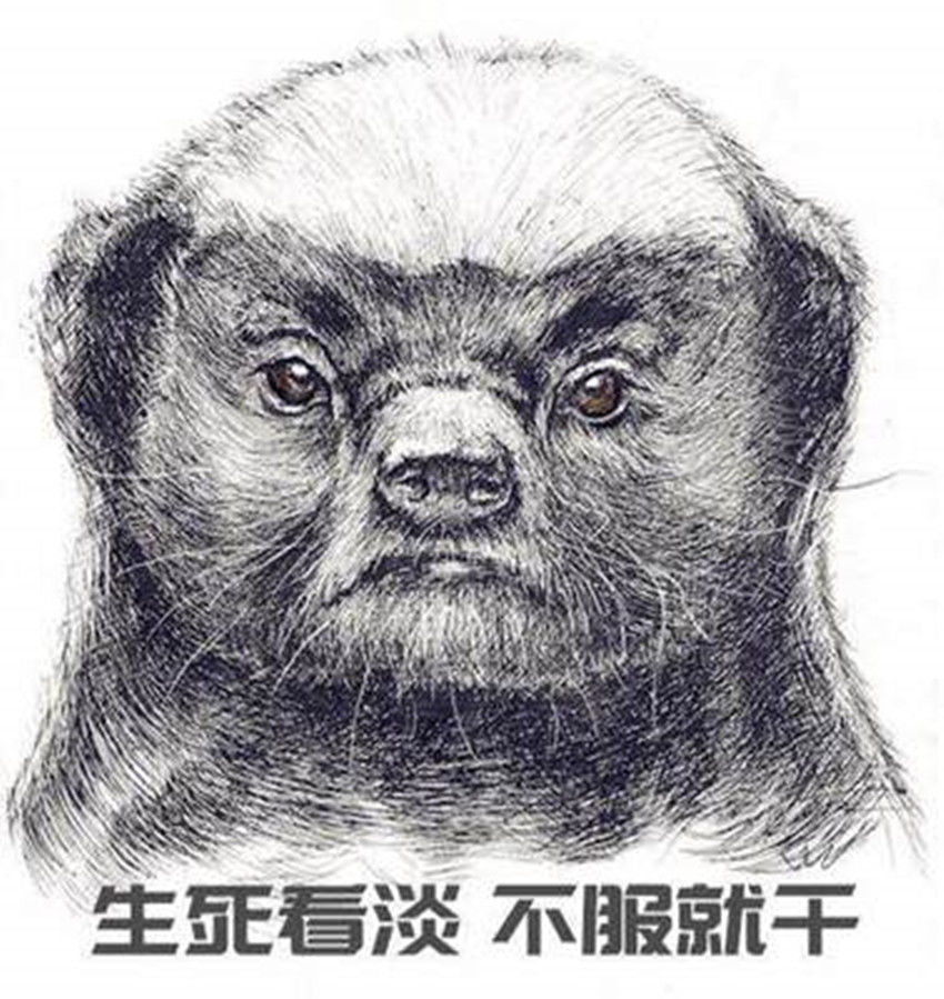 平头哥蜜獾动物图片,动物界扛把子蜜獾平头哥