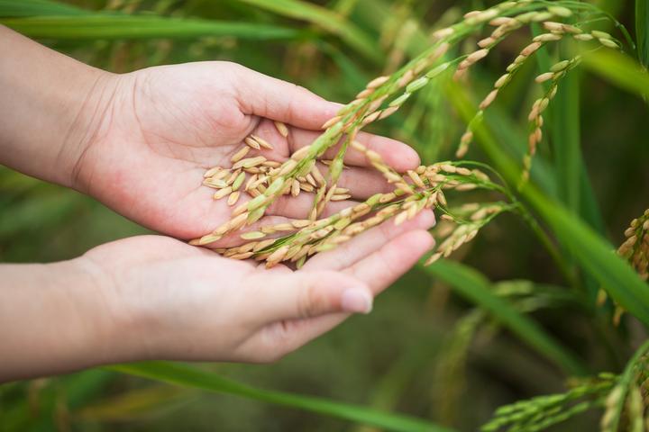 农村青年打工回村,青年回乡争当新农人