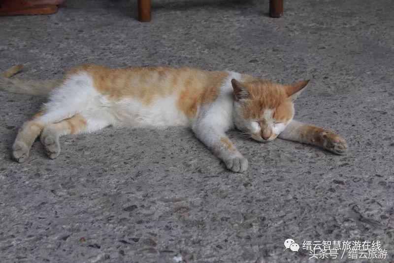 「美文游记征集大赛」No.133光阴缓缓，日子懒懒——在缙云的夏日时光